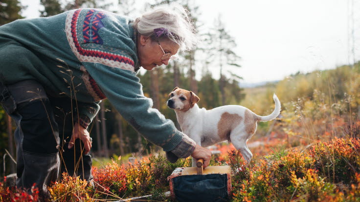 Äldre kvinna plockar bär i skogen